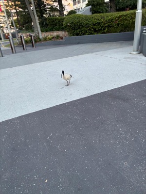 Australian white Ibis.jpg